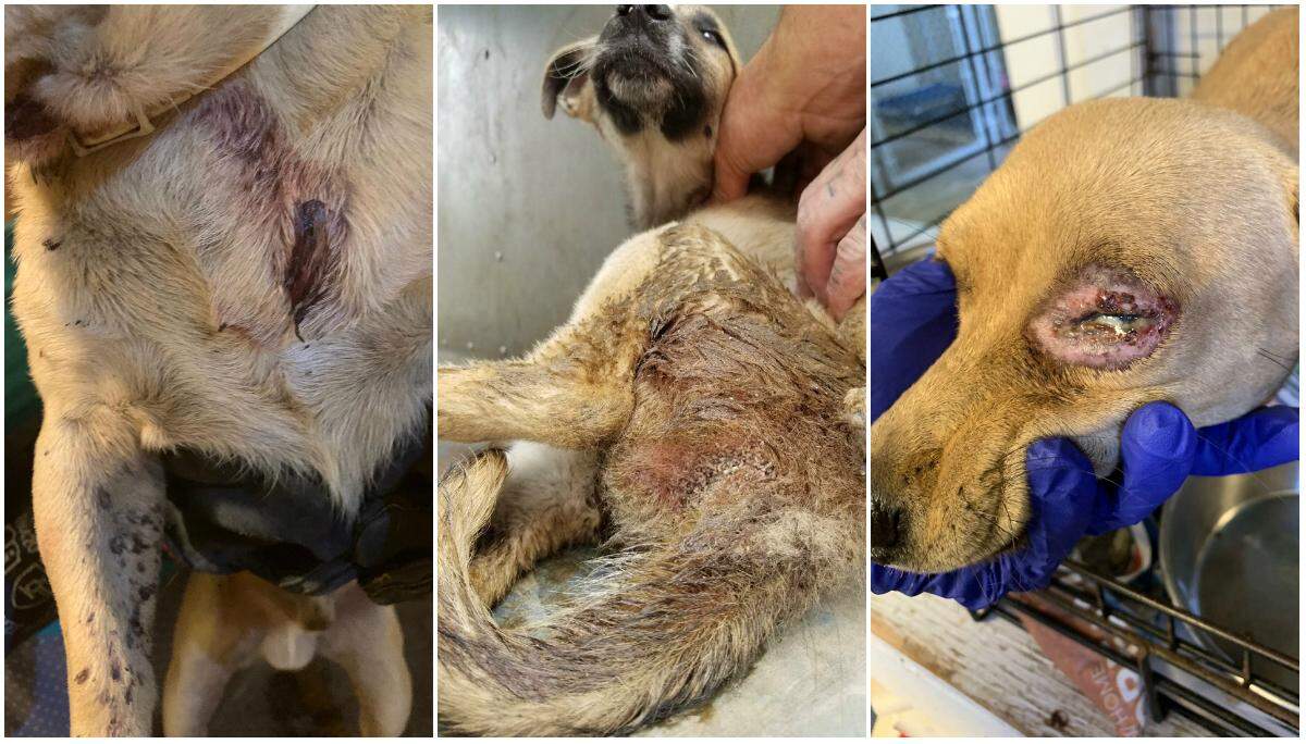 Photos provided by Friends of Orange Cove Animal Shelter of injured dogs the group says were improperly dropped off at their shelter by the city of Orange Cove instead of being taken to a veterinarian for treatment.