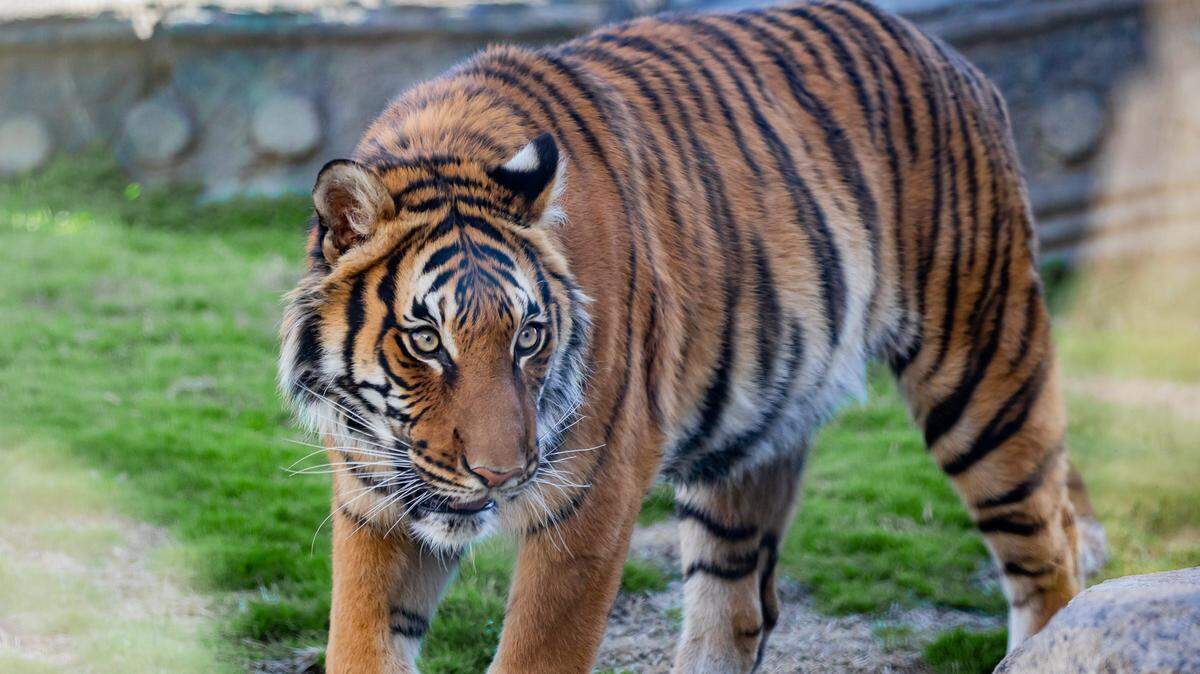 Dara, a Malayan Tiger, is being transferred to the Fresno Chaffee Zoo from the Tulsa Zoo. Malayan Tigers are considered critically endangered with only 250-340 individuals remaining in the wild. The Fresno Chaffee Zoo is part of the Species Survival Plan to help conserve this species.