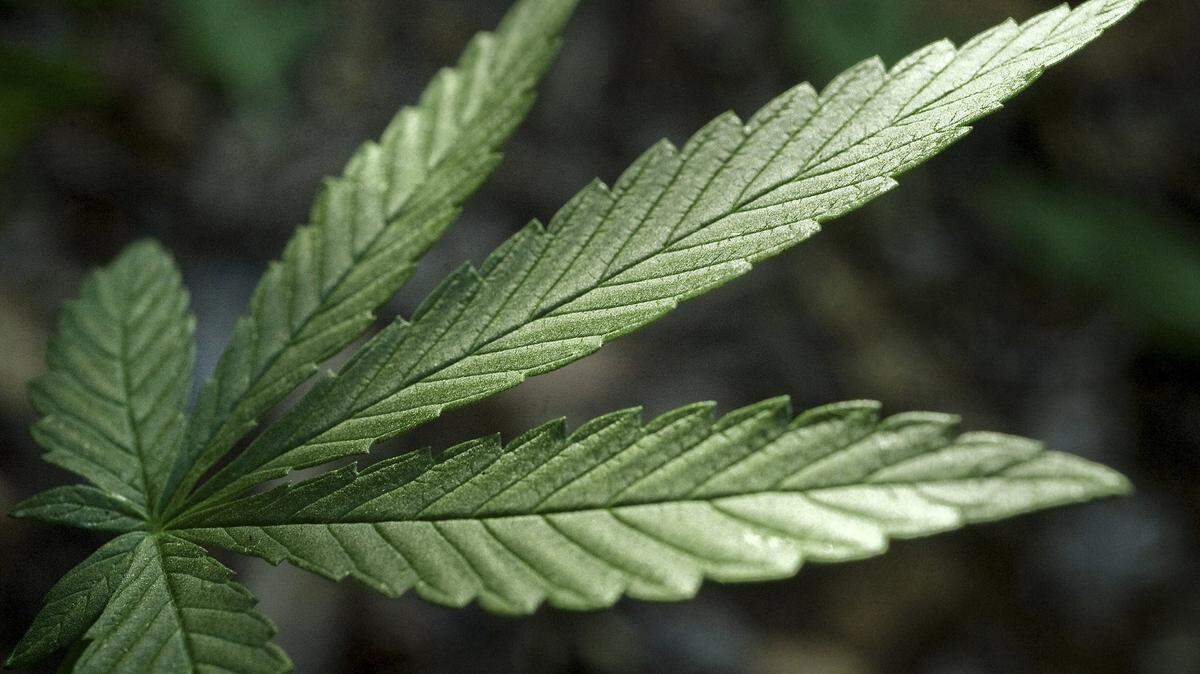 Cannabis will be on the agenda — or, more specifically, San Luis Obispo County’s marijuana ordinance — for the Wednesday, Aug. 15, 2018, meeting of the North Coast Advisory Council in Cambria, California.