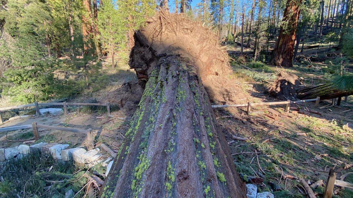 A fallen giant in Yosemite’s Mariposa Grove of Giant Sequoias on Jan. 18, 2021.