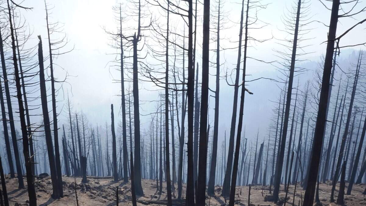 The charred conifer forest along the Generals Highway, scorched by the KNP Complex Fire, shown Wednesday, Oct. 13, 2021, near Redwood Canyon, Sequoia National Park.