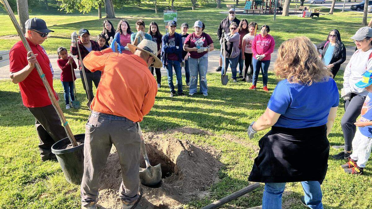 Community members plant a young tree at Lions Town and Country Park in Madera on Earth Day 2023. They also planted trees at Madera’s Rotary Park that day, Parks Supervisor Hector Sanchez said.