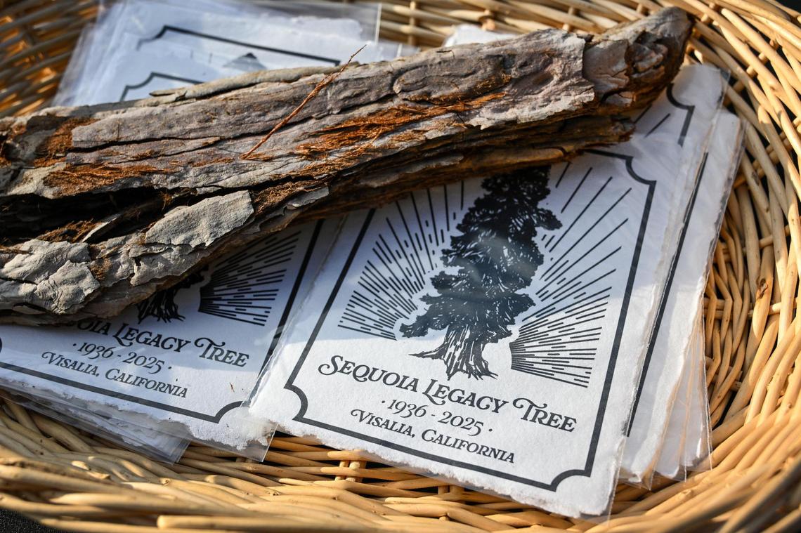 Commemorative cards were given out to participants paying tribute to the Legacy Tree giant sequoia at a ceremony before being cut down due to a fungal infection in downtown Visalia, on Thursday, Feb. 21, 2025.