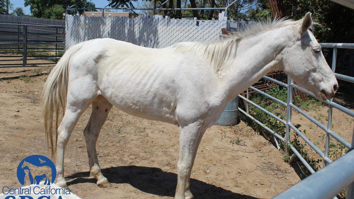 This white horse was one of eight malnourished horses rescued in Sanger by the Central California Society for the Prevention of Cruelty to Animals.  The horses had been used for entertainment purposes.