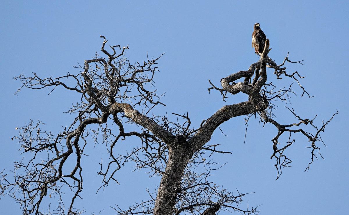What appears to be a juvenile bald eagle sits atop a tree facing Millerton Lake as seen during the Millerton Lake eagle tour program on Sunday, Feb. 2, 2025. The tours take place when the birds migrate to what has been their historic southern wintertime habitat.