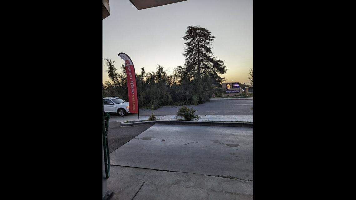 Elm Avenue was closed at Lincoln Avenue because one of the old pine trees fell across Elm on Tuesday, Feb. 21, 2023.