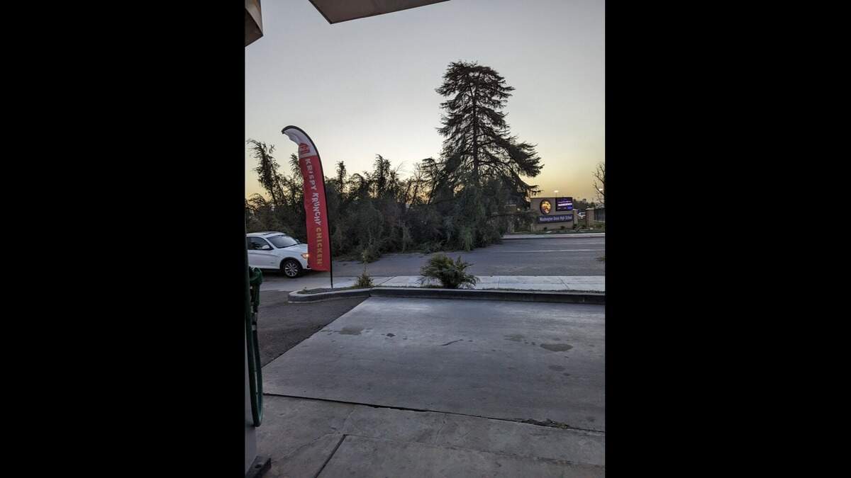 Elm Avenue was closed at Lincoln Avenue because one of the old pine trees fell across Elm on Tuesday, Feb. 21, 2023.