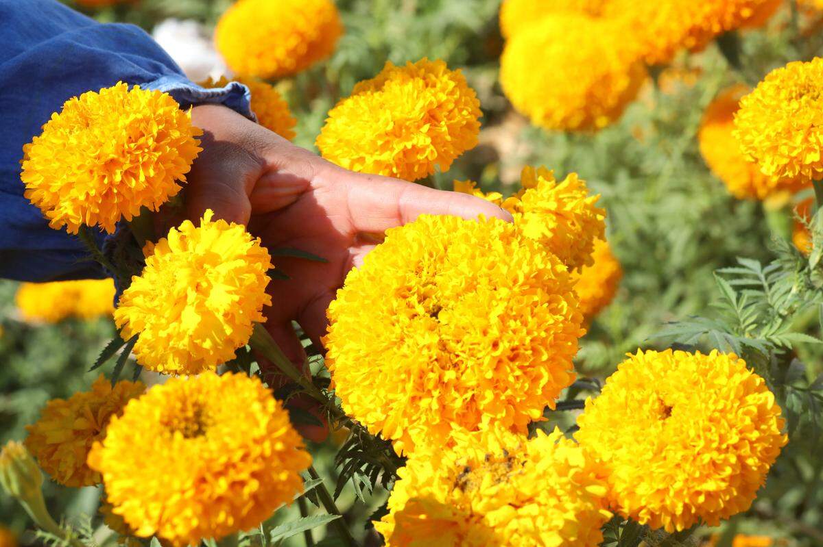 Margarita Amador, quien es originaria del estado de Oaxaca, México, ha estado cultivando cempasúchil en el patio de su casa por los últimos cinco años en Fresno. Una de las cosas que Amador le gusta de la flor es su aroma.