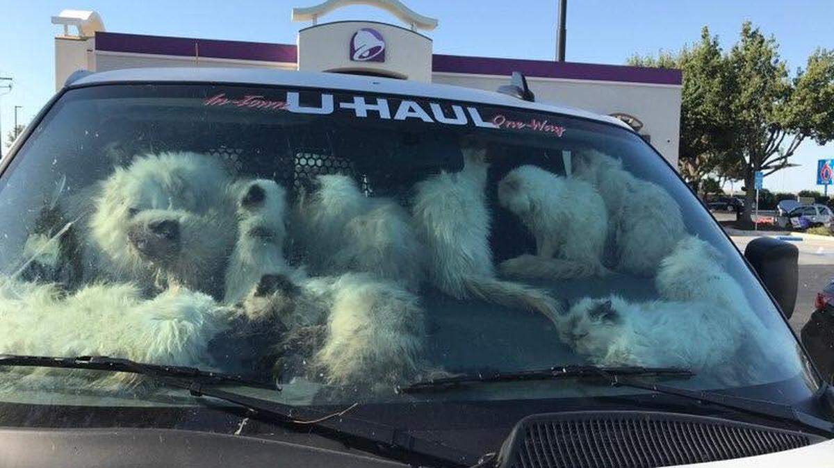 At least 106 cats were rescued in a U-Haul van in Santa Nella on Sunday, June 29, 2025. A woman was arrested.