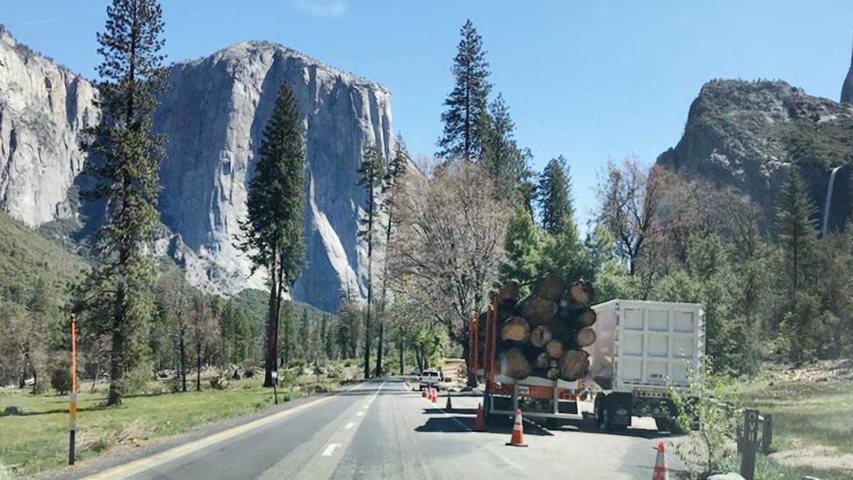 Logs in Yosemite Valley in May 2022.