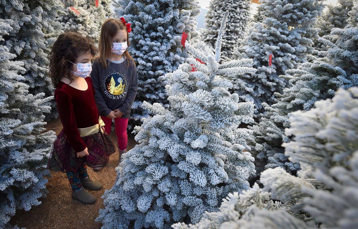 A real Christmas tree or a fake one? In order to be sustainable, you might want to consider a real one.