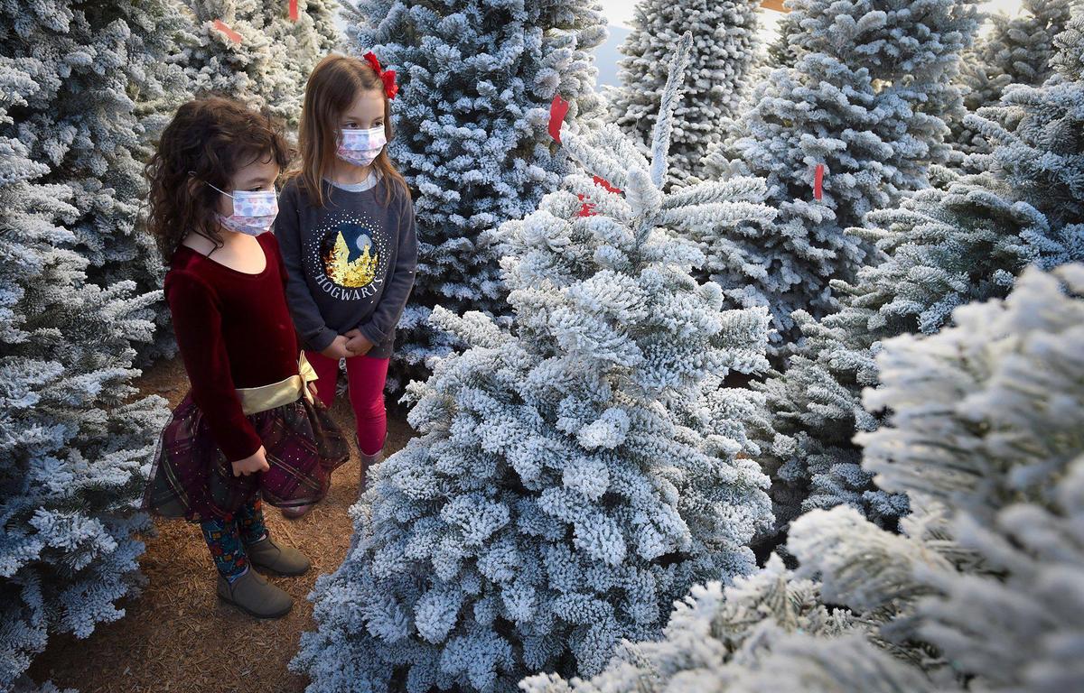 A real Christmas tree or a fake one? In order to be sustainable, you might want to consider a real one.