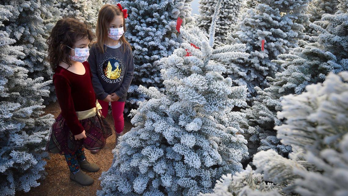Real or fake Christmas tree? Here’s what’s best for the environment and how to recycle it