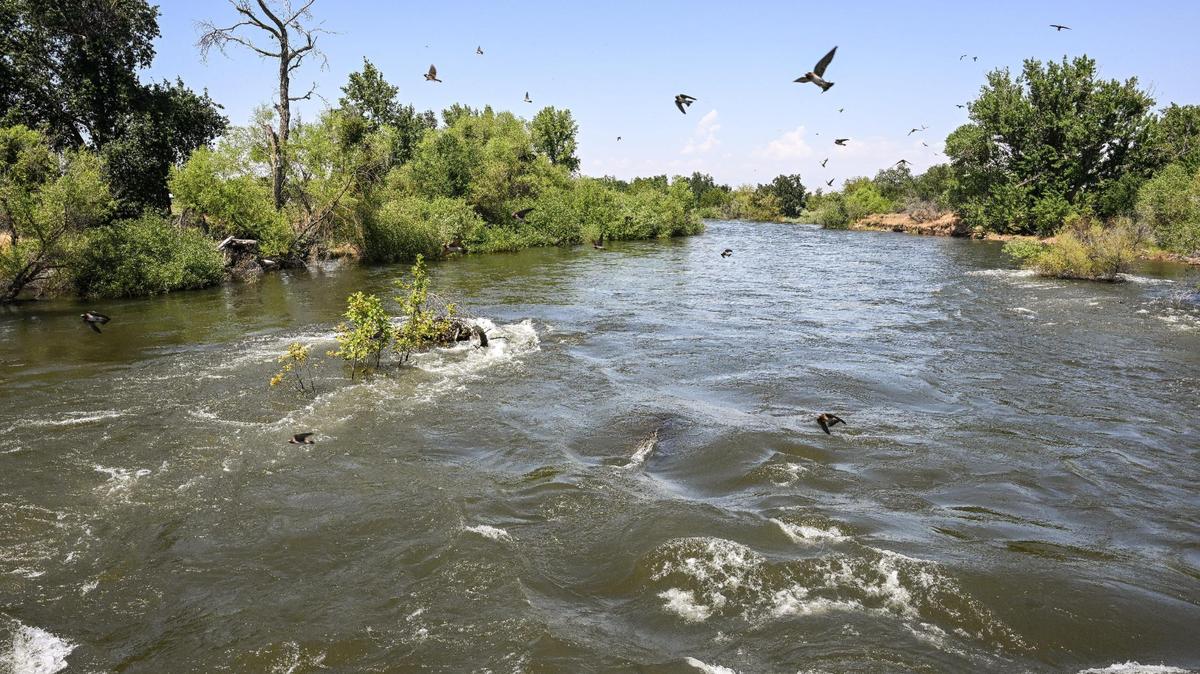 Swallows fly over the swollen Kings River near the Annadale Avenue bridge east of Sanger in eastern Fresno County on Wednesday, May 17, 2023.