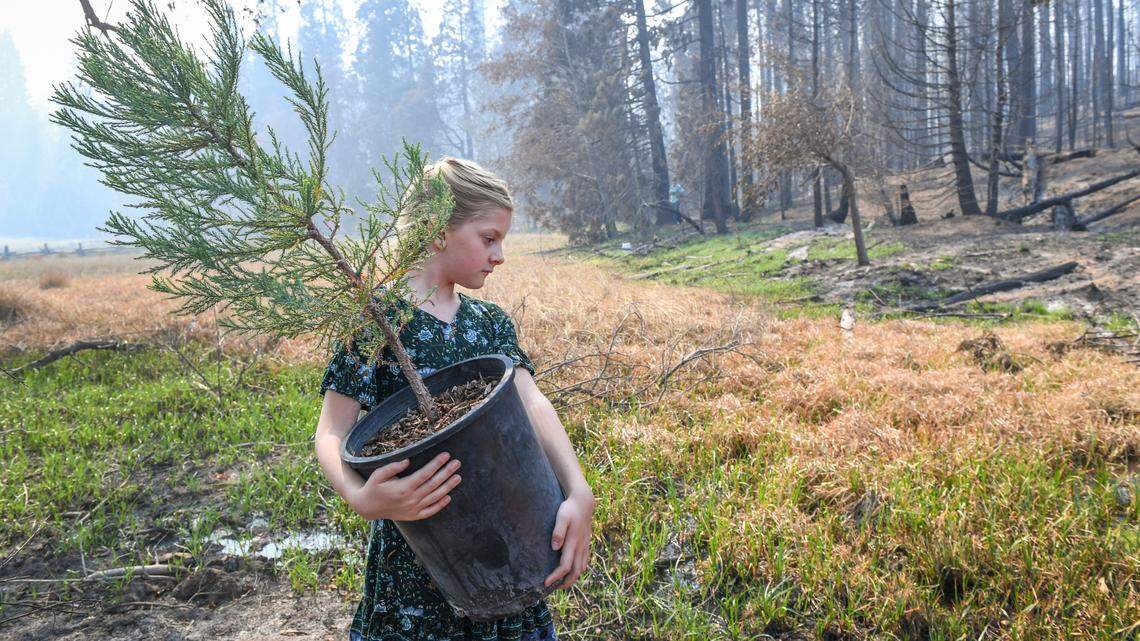 Ivie Young, 8, of Auberry, carries a young giant sequoia tree to be planted in an area devastated by the Creek Fire in Shaver Ranch on Friday, Oct. 2, 2020. Young is the daughter of Southern California Edison senior advisor, Riley Young. On Friday, the creation of the Central Sierra Resiliency Fund was announced to help reforest, rebuild and boost community revitalization efforts in the wake of the Creek Fire. The mission of the non-profit fund is to support the revitalization of the forests and communities in Fresno County’s Central Sierra through land restoration, local stewardship and economic efforts that honor the region’s historic legacy.