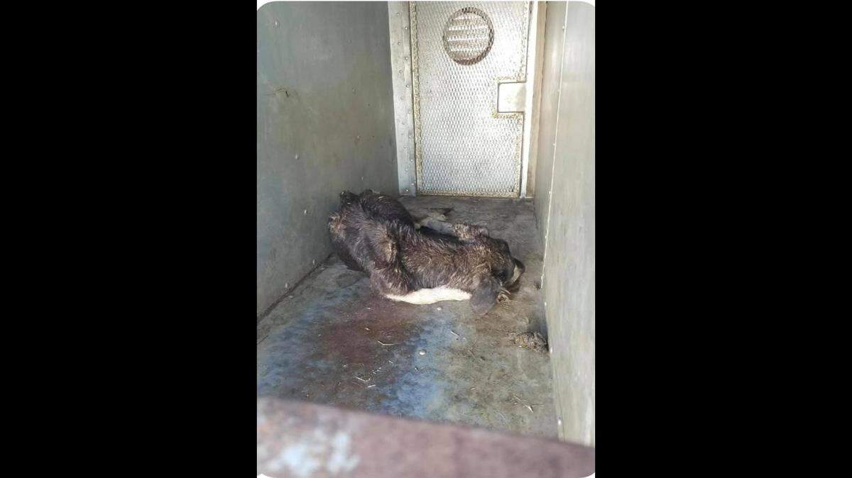 This photo taken by Friends of Orange Cove Animal Shelter in August shows a dead dog the group found in an Orange Cove public works vehicle two days after the dog was badly injured in a fire.