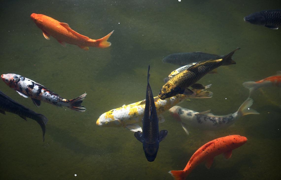 Koi are seen in the Koi Pond at Fresno’s Shinzen Friendship Garden in Woodward Park Thursday, Sept 5, 2024 in Fresno.
