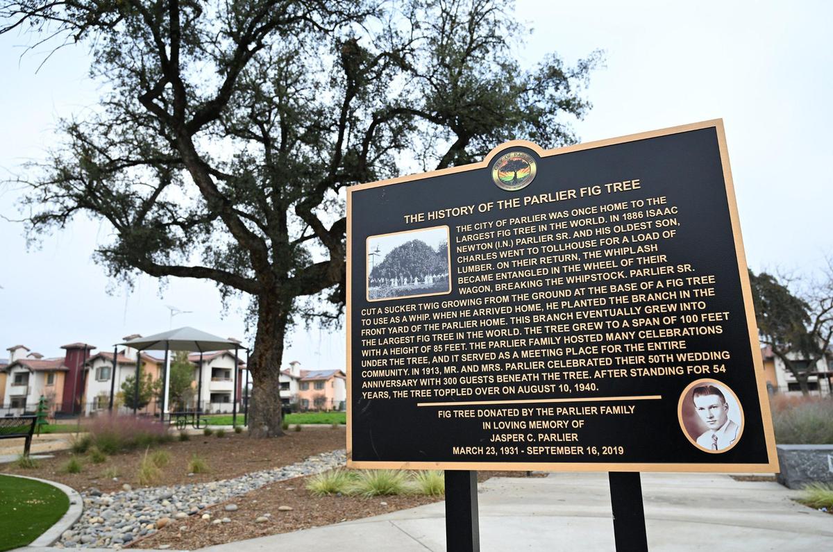 A new large fig tree stands in a downtown park memorializing the original historic large fig tree Parlier was famed for. Photographed Thursday, Dec 19, 2024 in Parlier.