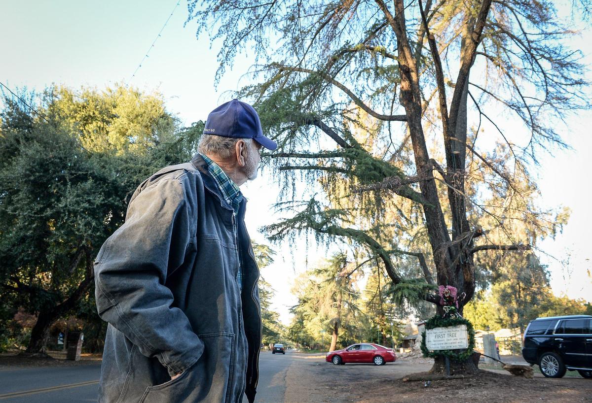 Greg Pratt looks up at the deodar cedar in front of his property on Van Ness Boulevard on Friday, Nov. 29, 2019.