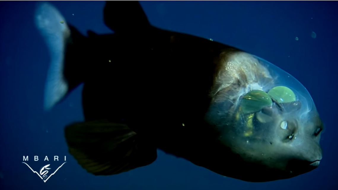 A barreleye fish is shown in this image from the Monterey Bay Aquarium Research Institute in 2009. The rare creature was spotted again by researchers on Dec. 1, 2021, in the Monterey Bay off California.