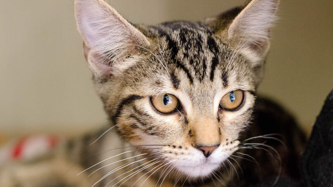 Angel, Mama, Popeye and T-Bone are looking for forever homes!
