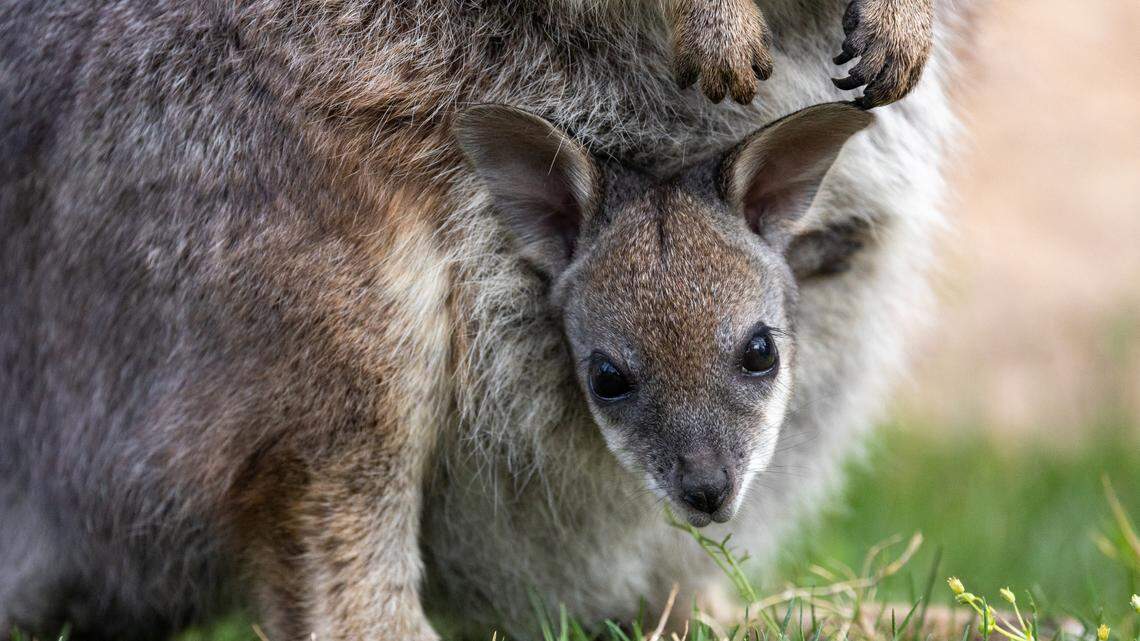 A baby wallaby, seen here in a picture from Fresno’s Chaffee Zoo in April is now of its mother’s pouch, the zoo said.