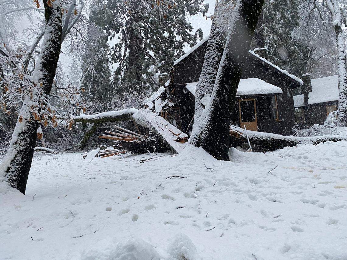 A fallen tree on a National Park Service building in Yosemite Valley on Jan. 28, 2021.