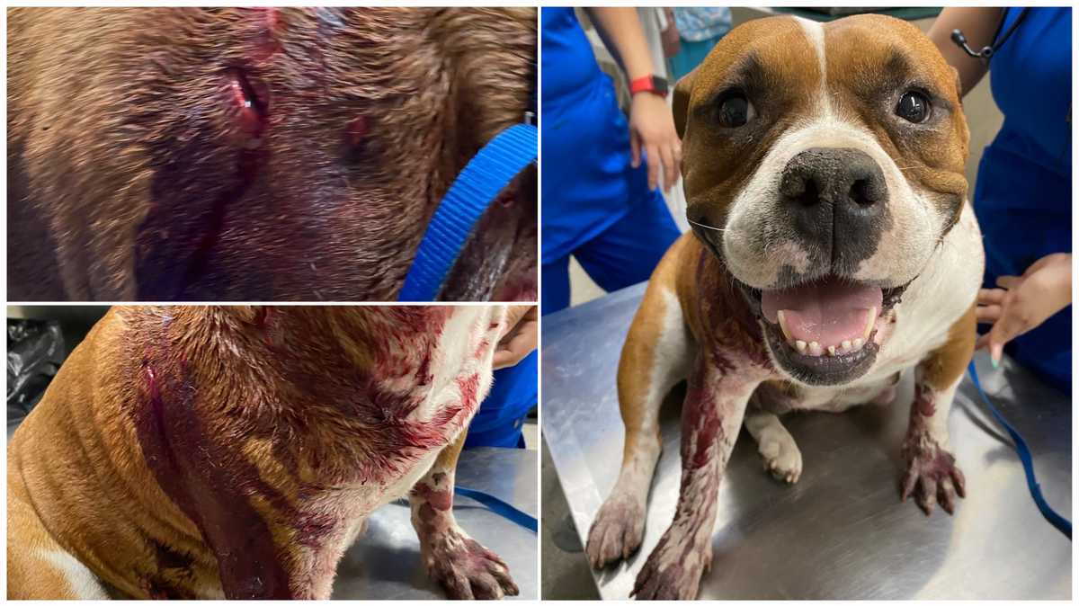 Roxy, a brown-and-white colored pitbull mix from Fresno, was stabbed 17 times all over her body during an attack on July 23 in Fresno. She managed to survive and two weeks later, gave birth to a litter of puppies.