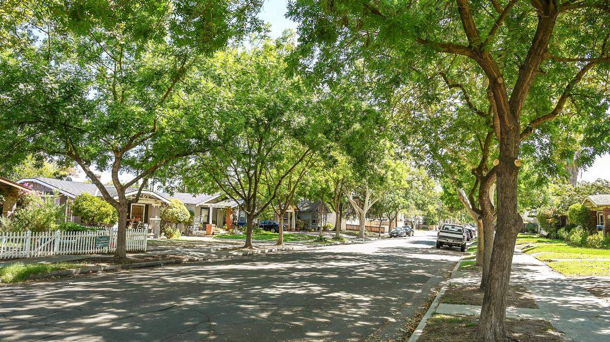 Chinese Elm trees on Brown Avenue near Van Ness are shown after being trimmed by a tree service hired by the City of Fresno on Wednesday, Aug. 24, 2022.