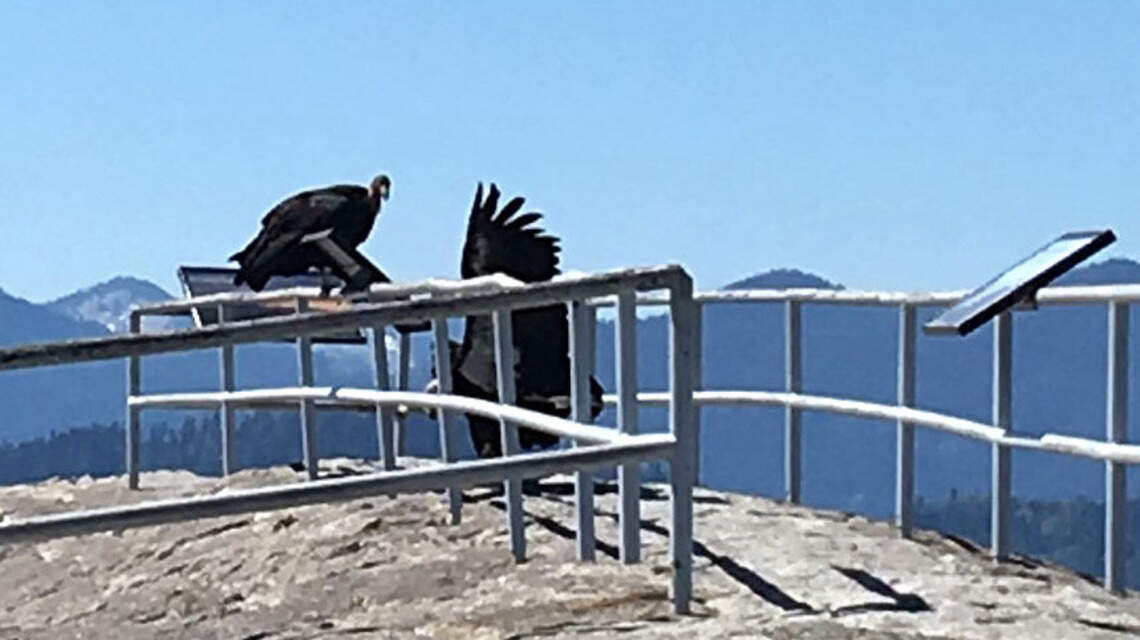 Condors’ comeback now includes first return to this California national park in 50 years