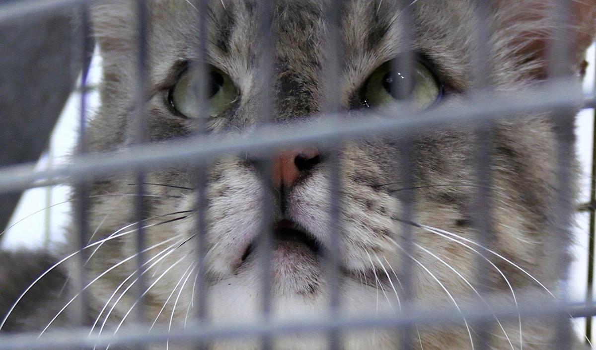The stray male cat captured by Fresno Bee columnist Marek Warszawski and treated through Fresno T.N.R, photographed Tuesday, May 23, 2023 in Clovis.