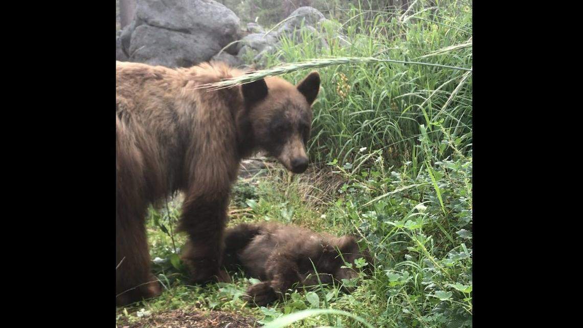 Unbearable pain: Mama bear tries to wake baby cub that was fatally struck at Yosemite