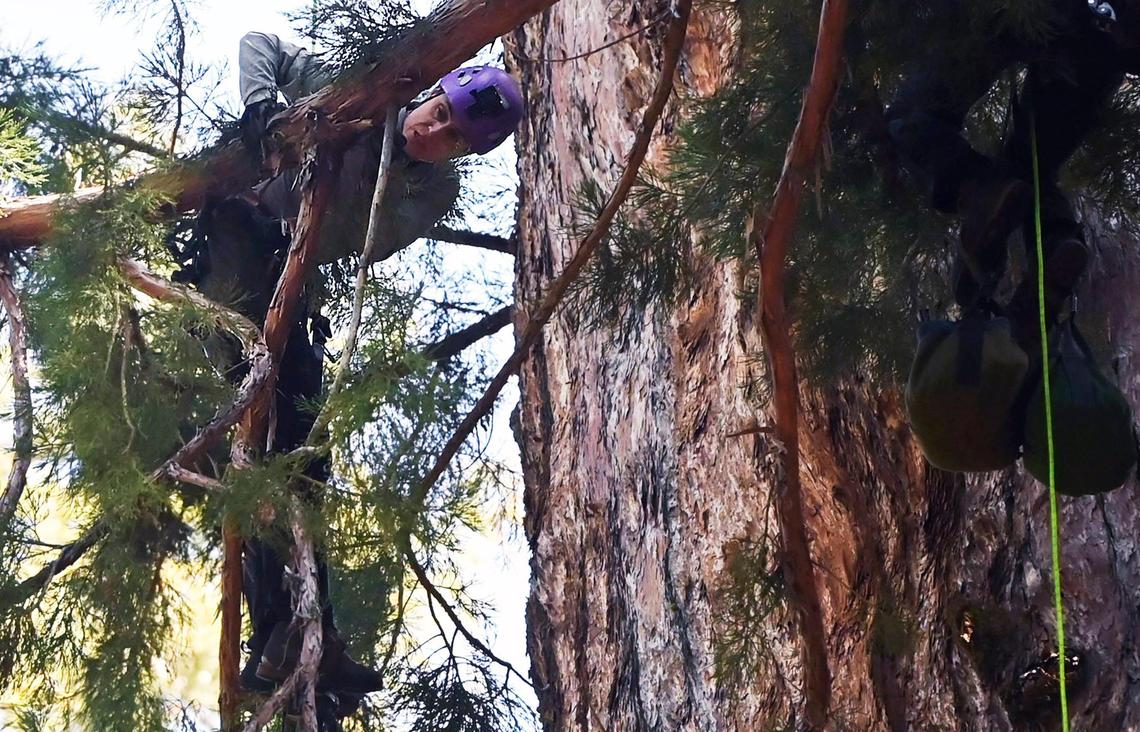 Ancient Forest Society Program Director Wendy Baxter takes a close look at a limb for bark beetle damage on the General Sherman giant sequoia during a health inspection using drones and climbers Tuesday, May 21, 2024 in Sequoia National Park.