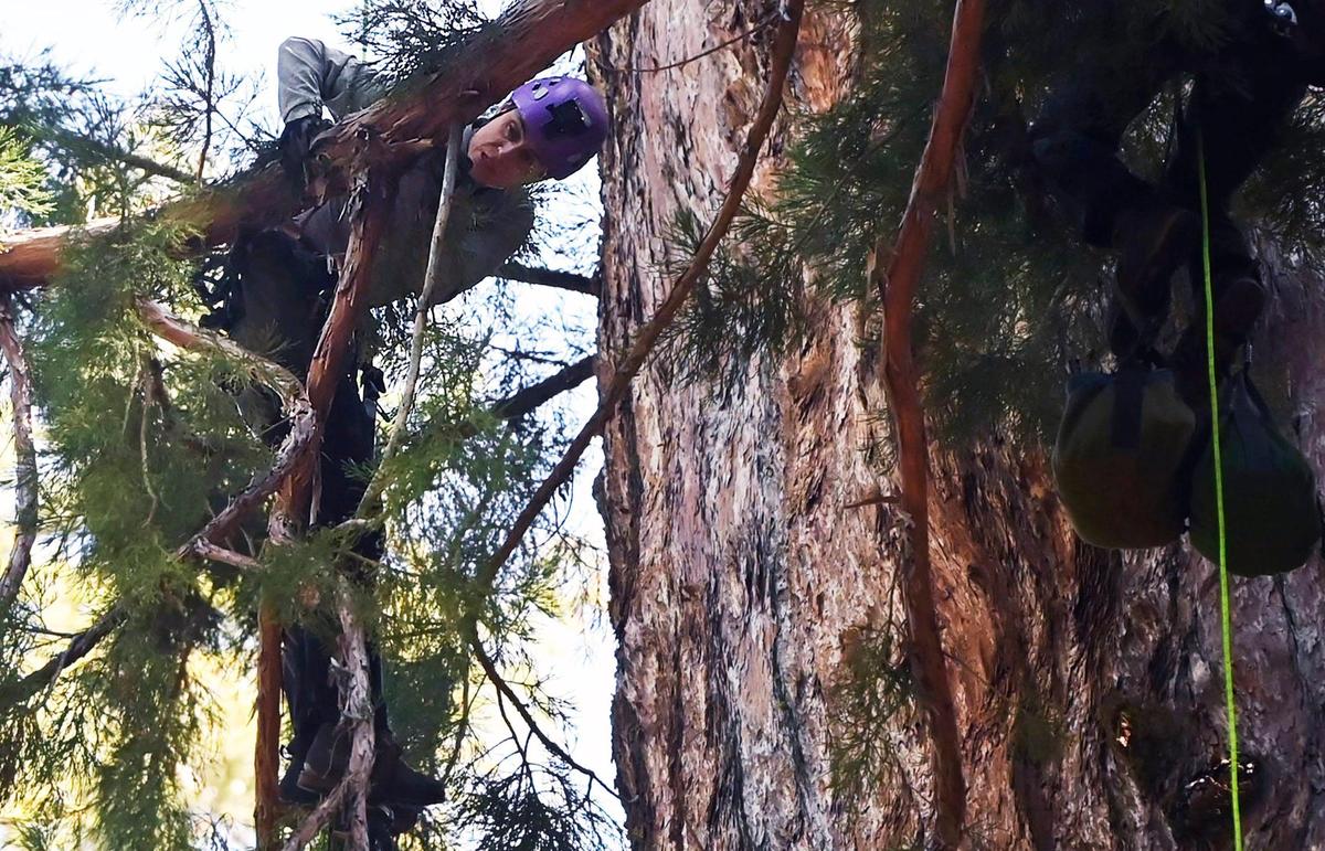 Ancient Forest Society Program Director Wendy Baxter takes a close look at a limb for bark beetle damage on the General Sherman giant sequoia during a health inspection using drones and climbers Tuesday, May 21, 2024 in Sequoia National Park.