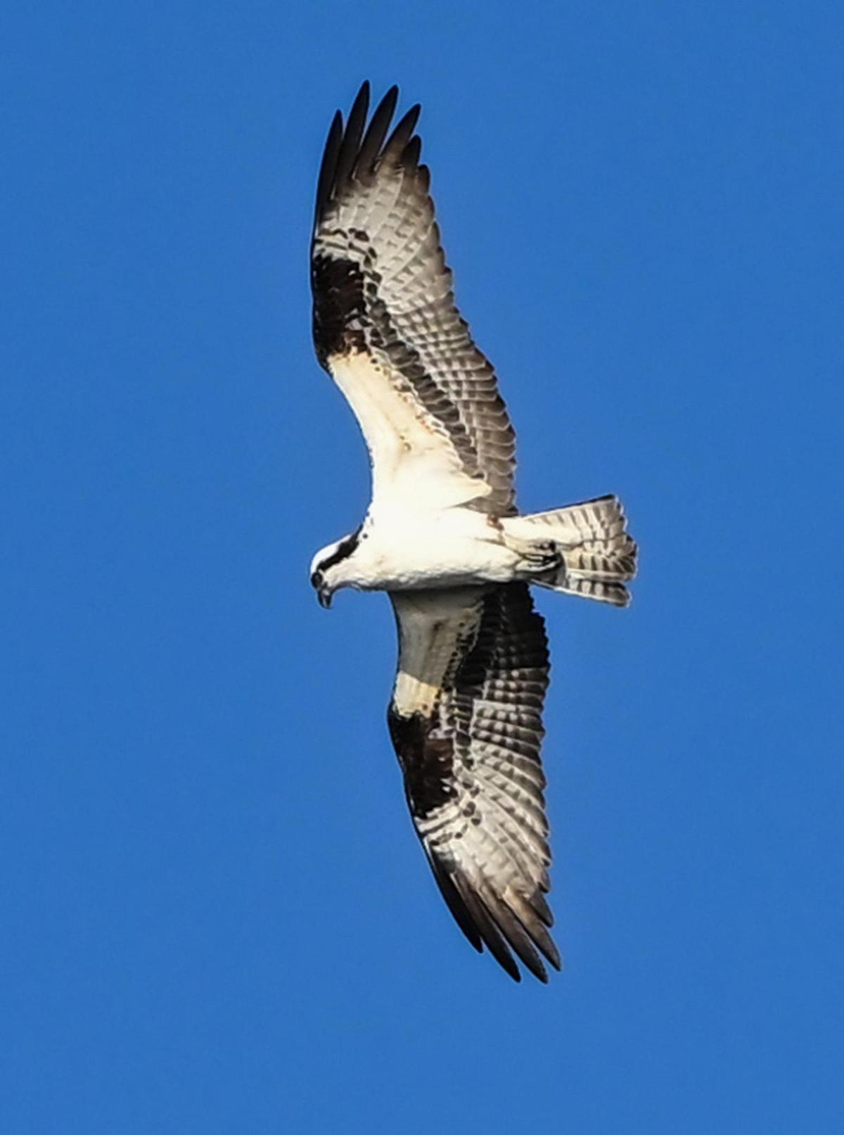 Un águila pescadora sobrevuela Milburn Pond, al norte de Fresno, el jueves 14 de marzo de 2024.
