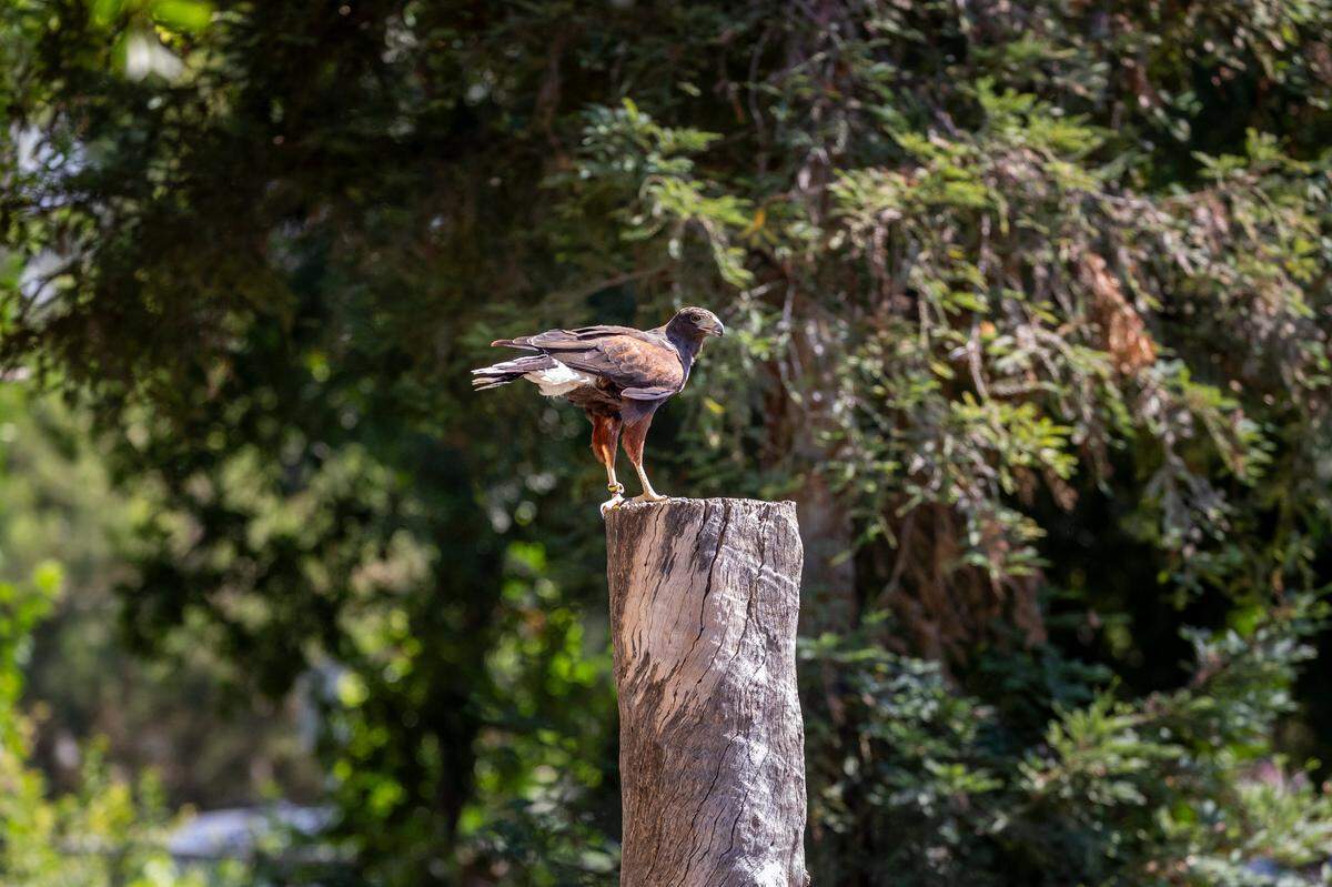 Harris’s Hawks are identified by the band of white, fluffy feathers on the body near the tail.