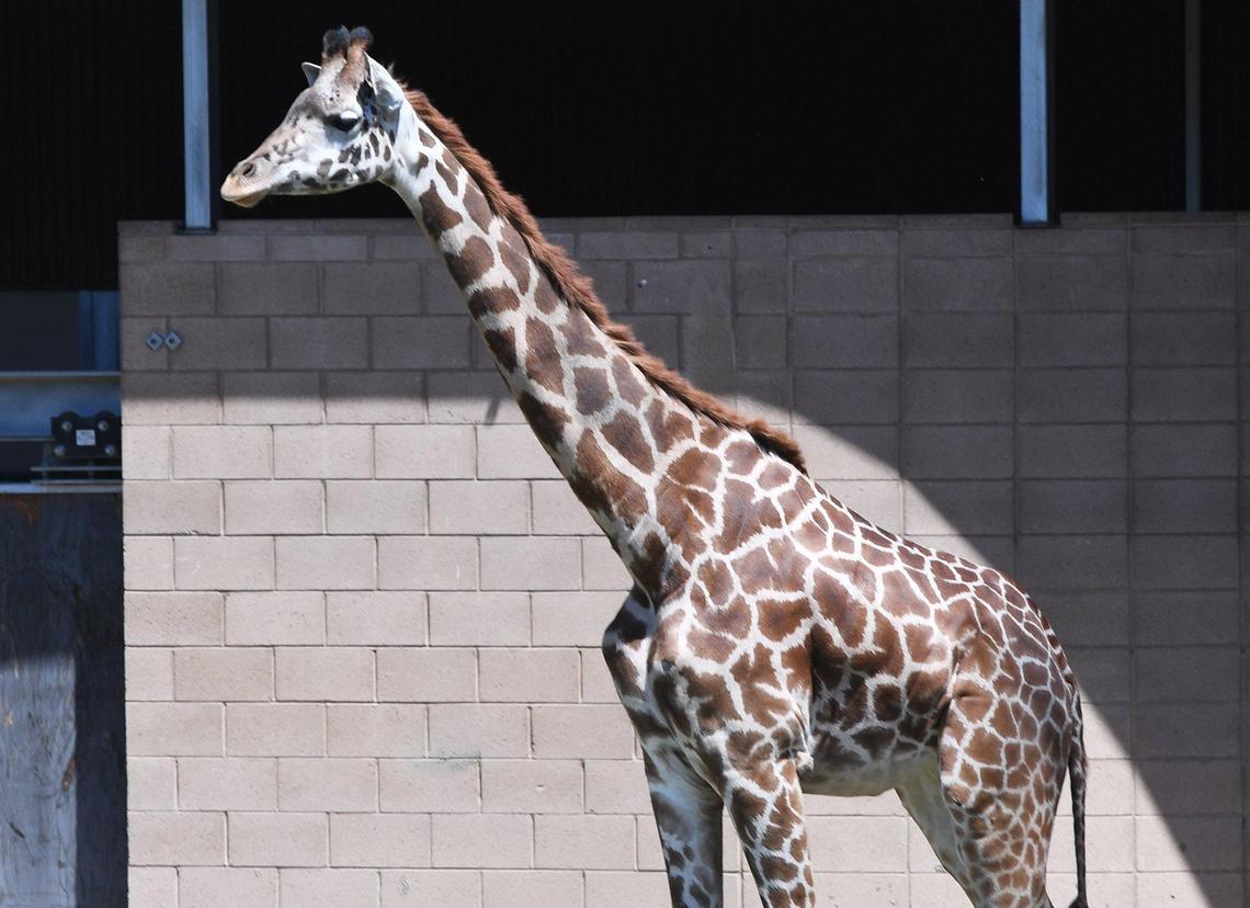 The Fresno Chaffee Zoo has recently received Kiden, a 3-year-old female Masai giraffe standing about 10 feet tall from Oregon Zoo, shown introduced to one of the savanna environments Monday, August 2, 2021 in Fresno.