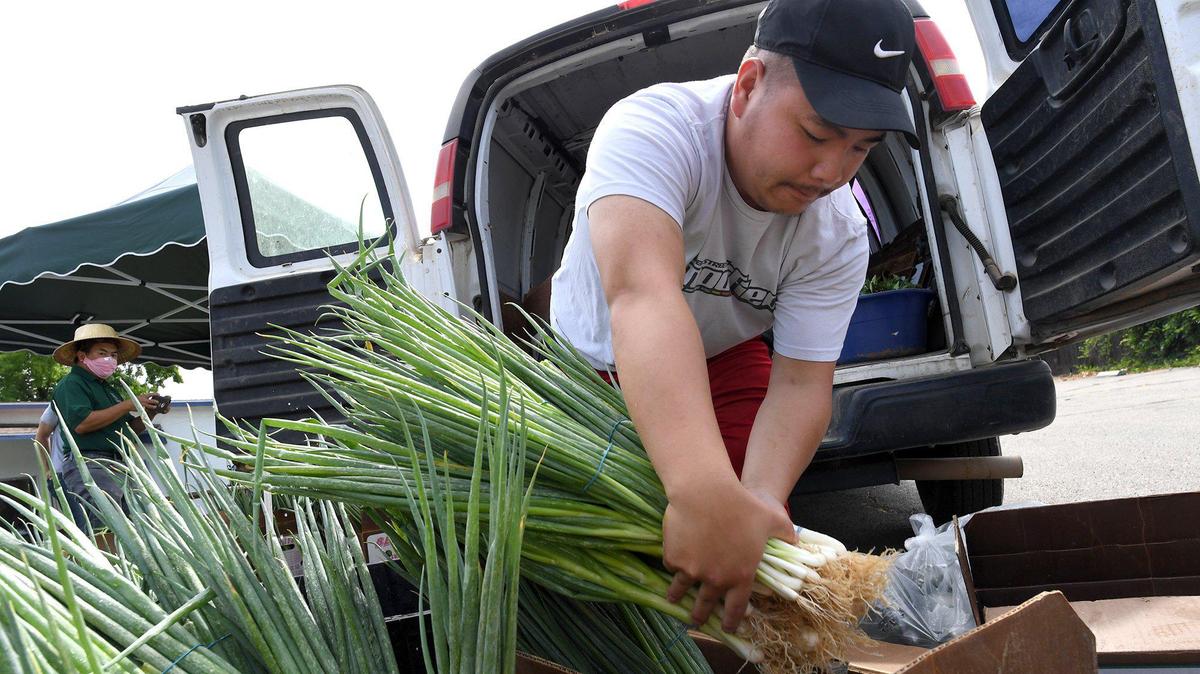 Gary Moua unloads green onions from his family’s farm during a food giveaway Wednesday at Fresno Interdenominational Refugee Ministries.