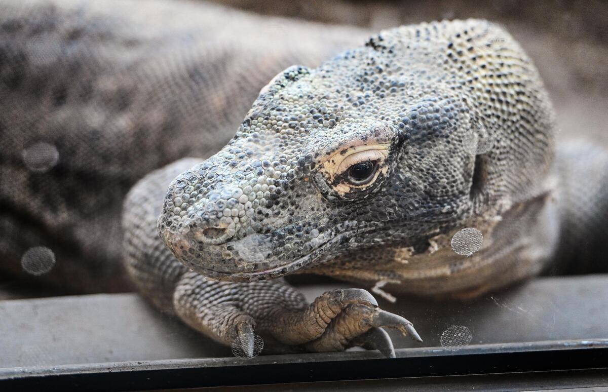 A Komodo dragon rests up against the glass in its exhibit inside the new Kingdoms of Asia section of the Fresno Chaffee Zoo that opened to the public on Saturday, June 3, 2023.