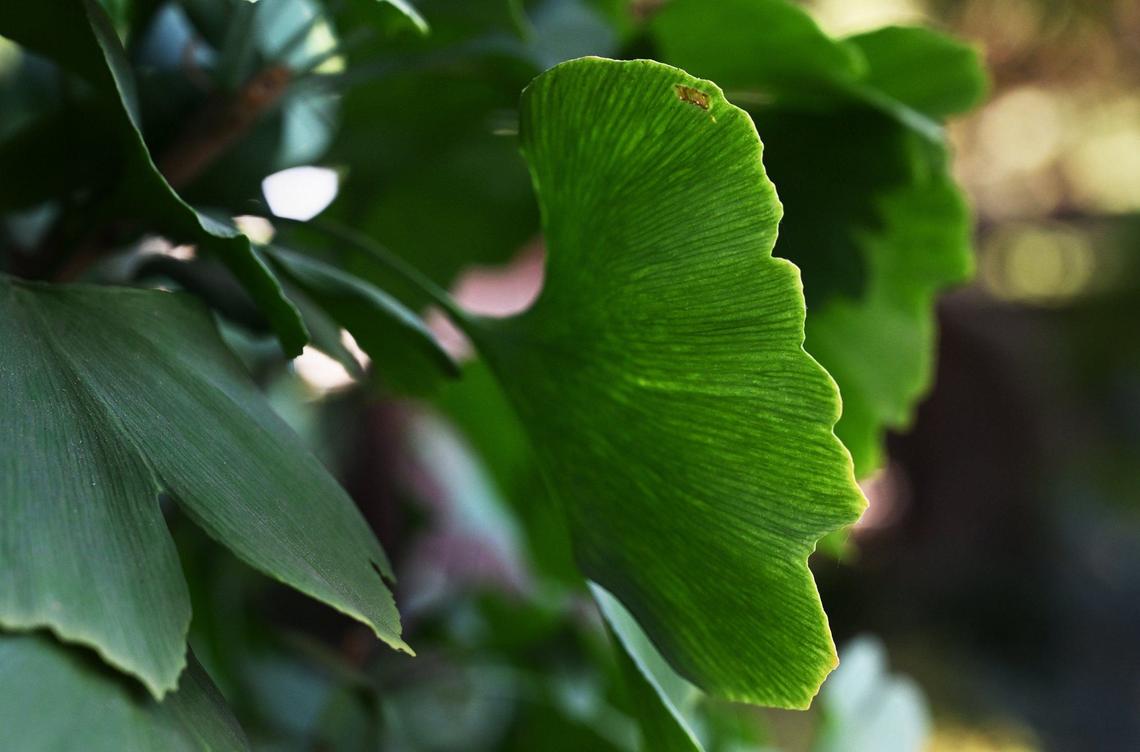 A stand of Ginkgo biloba trees with their fan-shaped leaves can be found nside Fresno’s Shinzen Friendship Garden’s Clark Bonsai Collection area in Woodward Park Thursday, Sept 5, 2024 in Fresno.
