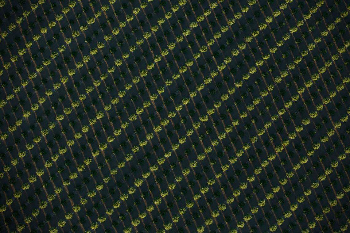 Almond trees cover more than 87,000 acres in Westlands Water District.  This photo was taken in June 2015.