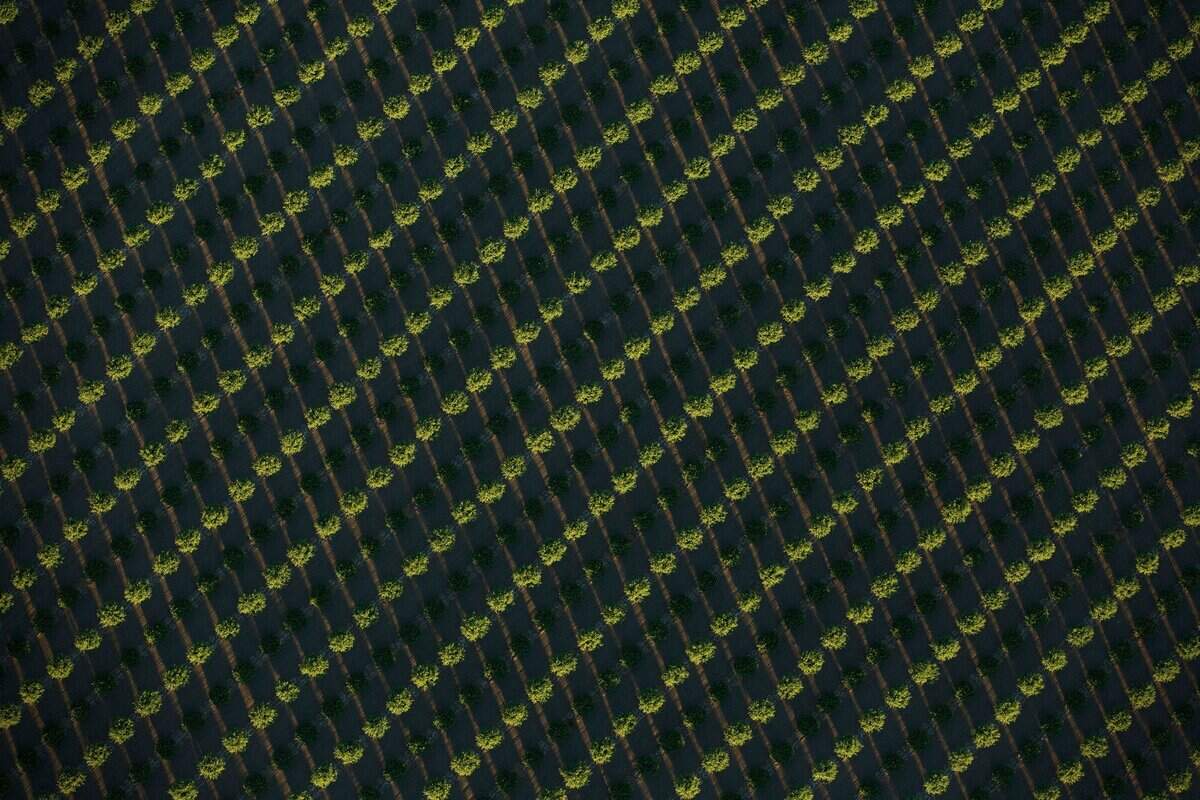 Almond trees cover more than 87,000 acres in Westlands Water District.  This photo was taken in June 2015.