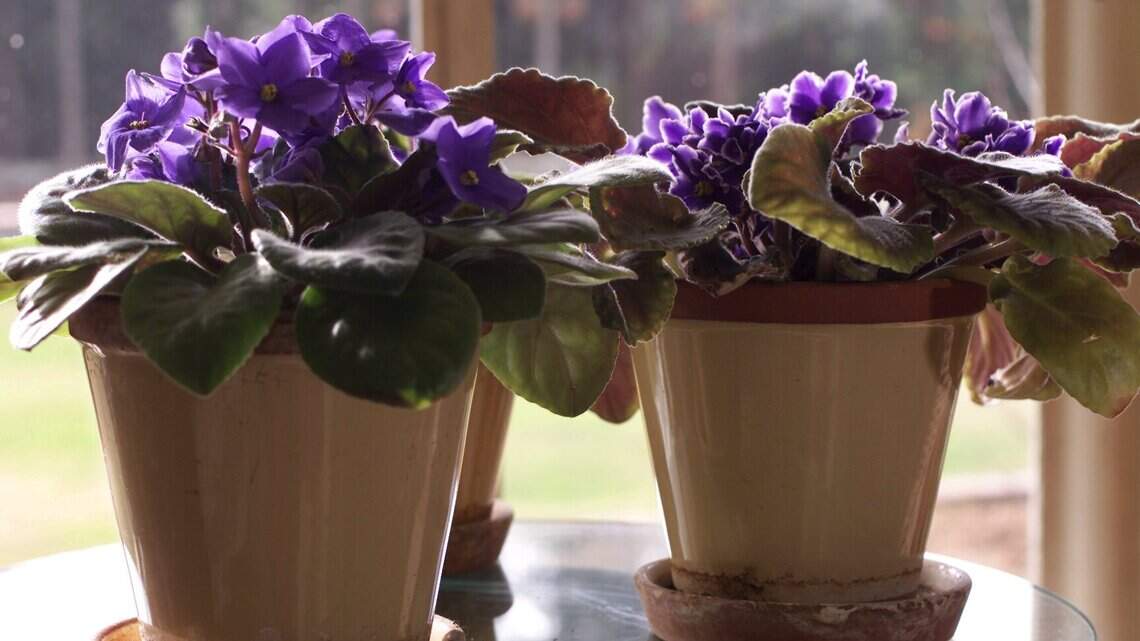Heat stress happens to indoor plants, too. Follow these tips for a happier window sill
