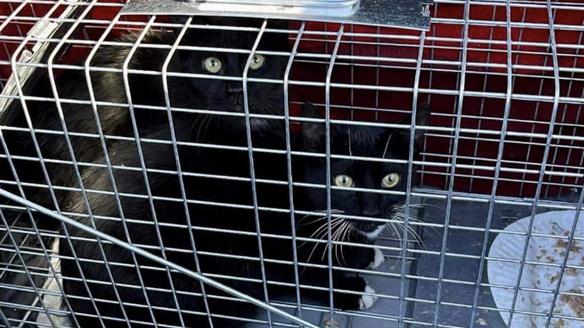Two trapped feral cats, both females, await transport to a Fresno veterinarian to be spayed. Volunteers from Fresno T.N.R. successfully trapped, fixed and returned some 2,850 community cats in 2022 alone, co-founder Brandi Sherman said.