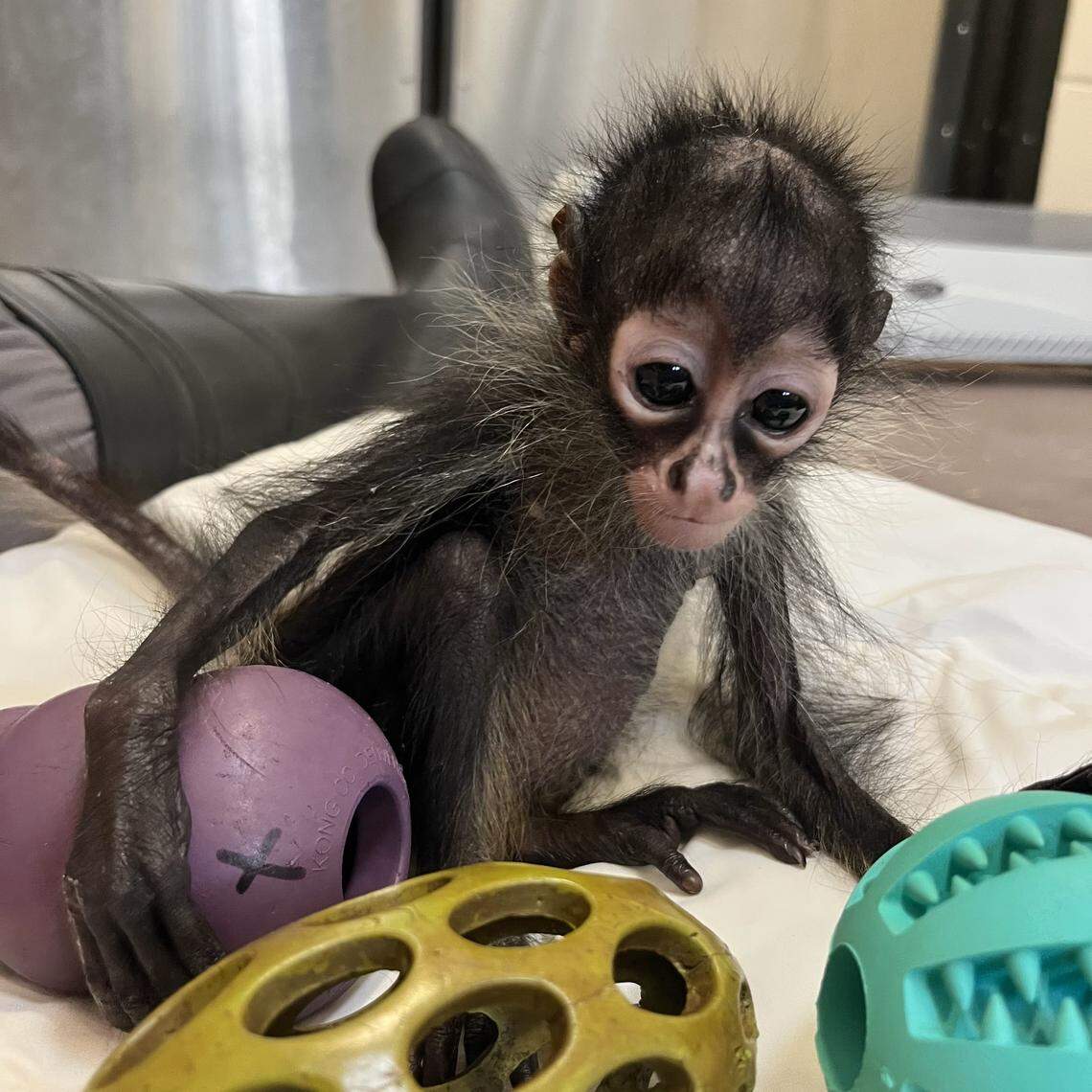 Azules, a Mexican spider monkey, is being cared for at the Oakland Zoo.