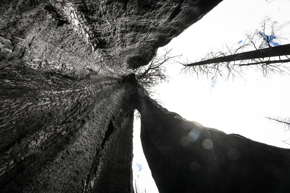 Looking up from inside a burnt cavity of a dead giant sequoia tree shows the damage the 2021 KNP Complex Fire caused in a closed section of the Redwood Mountain Grove area of Kings Canyon National Park on Thursday, Aug. 24, 2023. NPS officials estimated that about 400-acres of the grove burned at a high-intensity killing 90 percent of those trees.