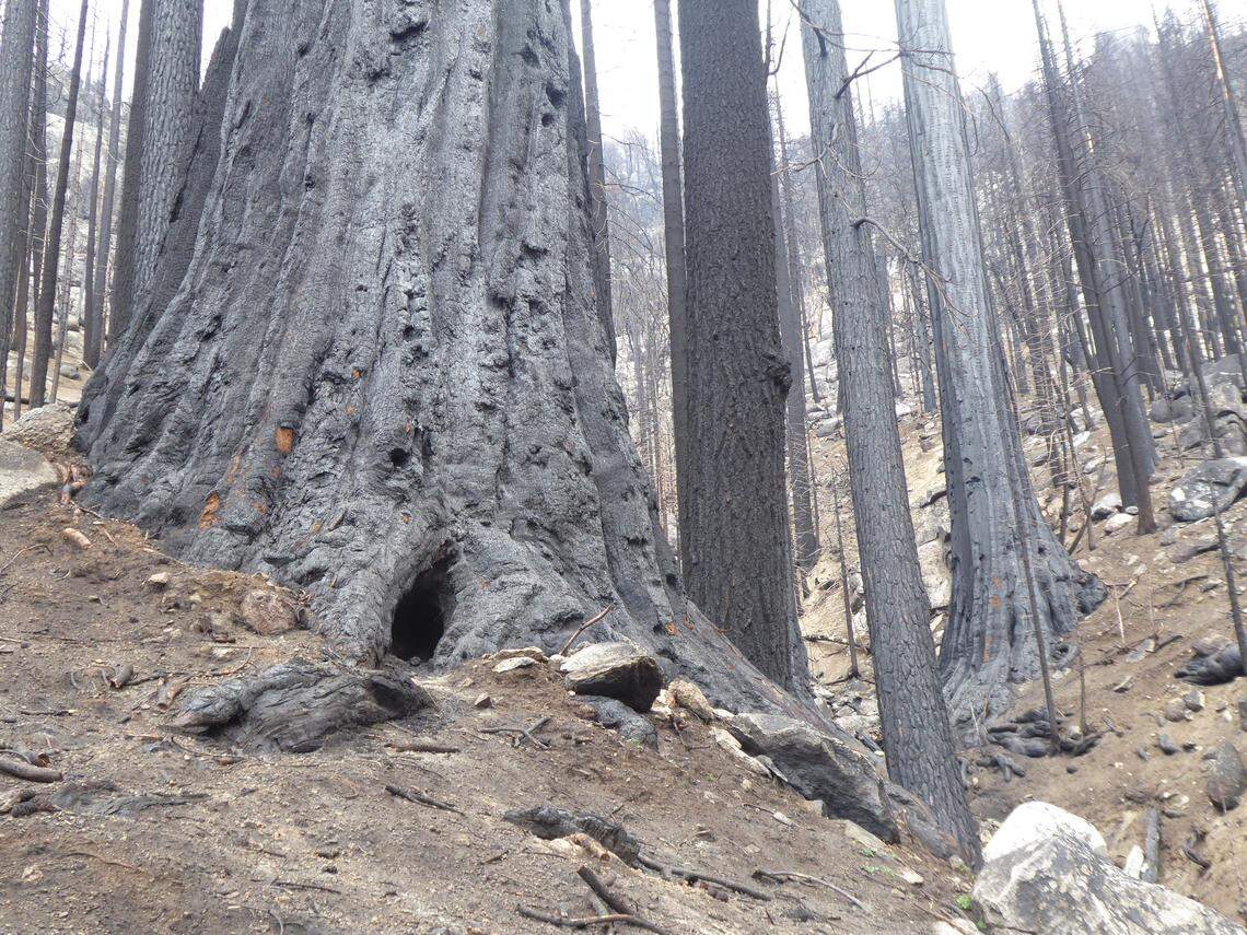 Board Camp Grove in Sequoia National Park after the Castle Fire.