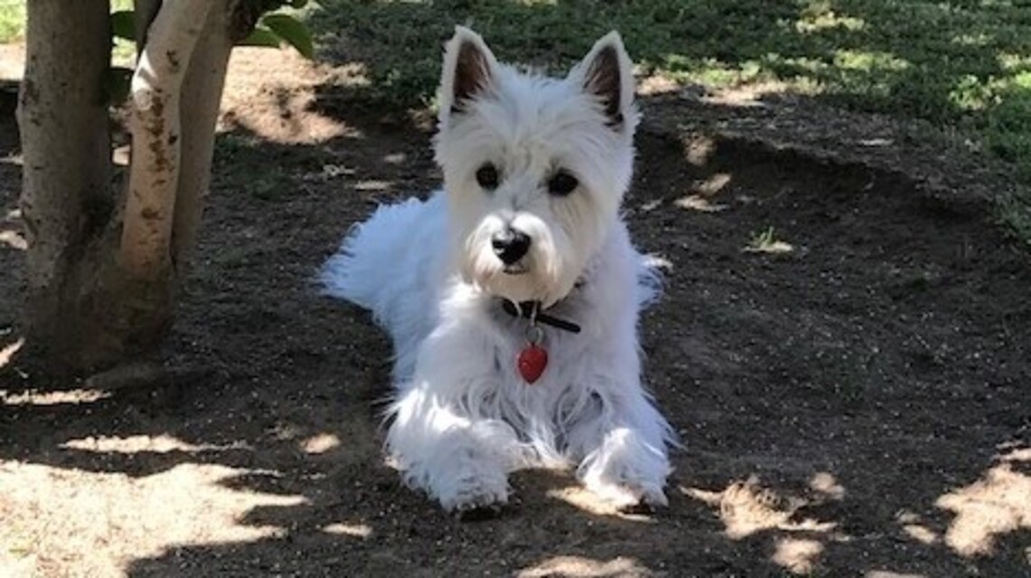Bella, Gypsy and Kitkat in Pet Pix!