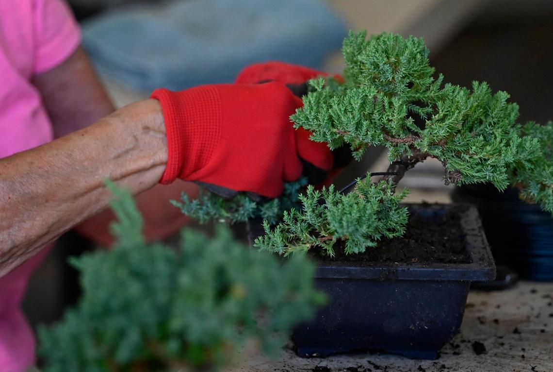 The Fresno Bonsai Club holds classes at Fresno’s Shinzen Friendship Garden in Woodward Park. Photographed Wednesday, Sept 4, 2024 in Fresno.