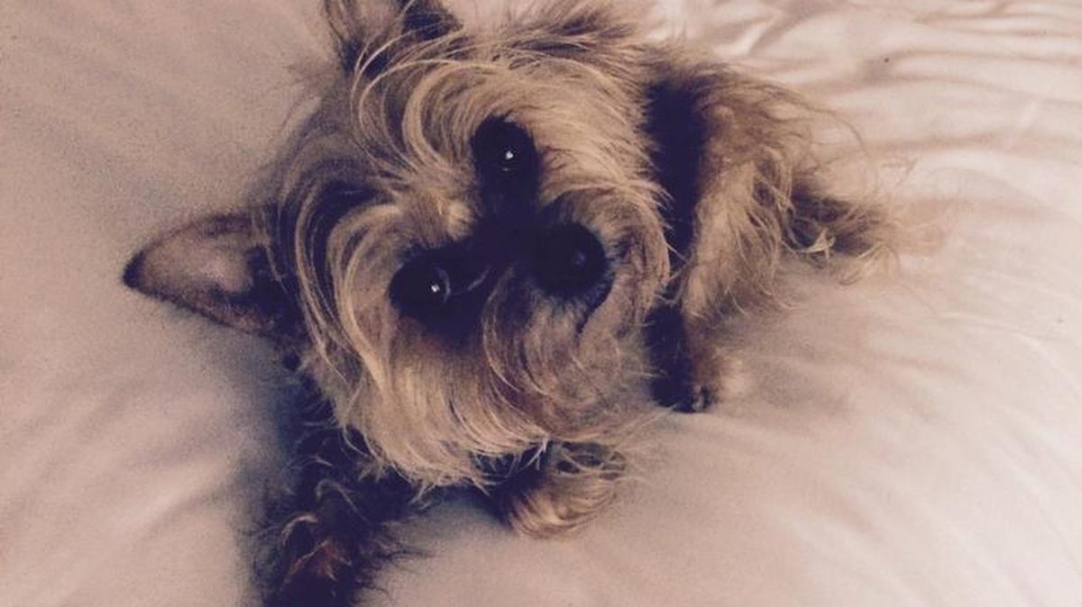 Tiki Dee; are you allowed on my bed?